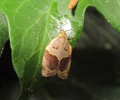Clepsis dumicolana