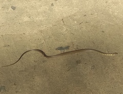 Echinanthera undulata