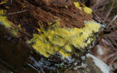 Piloderma