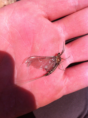 Hexagenia limbata