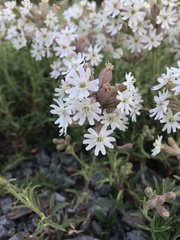 Auriculatae