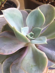 Echeveria gibbiflora × potosina