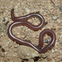 Rena humilis humilis