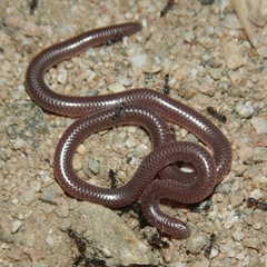 Rena humilis humilis