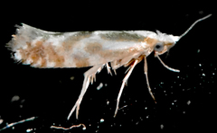 Argyresthia freyella
