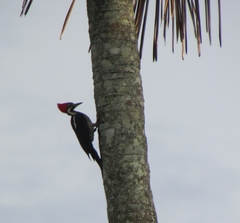 Dryocopus lineatus