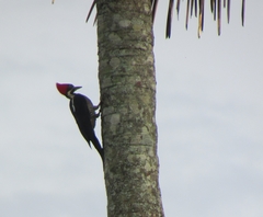 Dryocopus lineatus