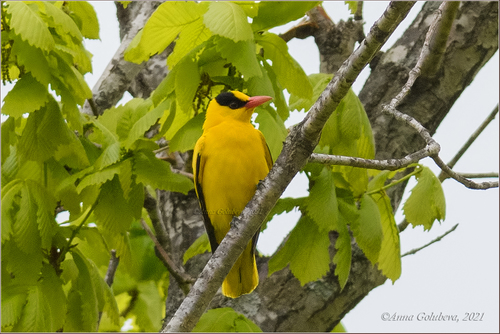 Black-Naped Oriole