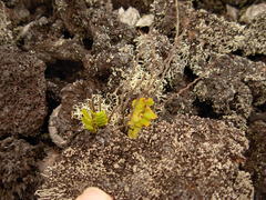 Stereocaulon vulcani