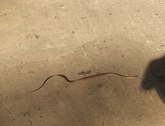 Echinanthera undulata