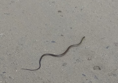 Echinanthera undulata