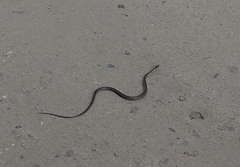 Echinanthera undulata