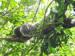 Choloepus didactylus