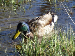 Anas platyrhynchos