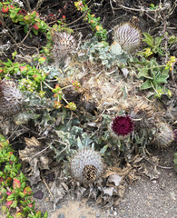 Cirsium occidentale compactum