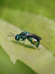 Omalus aeneus