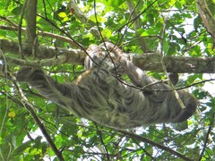 Choloepus didactylus