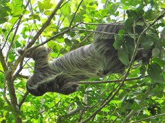 Choloepus didactylus