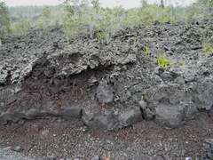 Stereocaulon vulcani