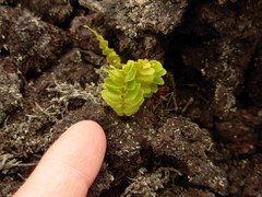 Stereocaulon vulcani