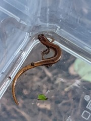 Eurycea chamberlaini