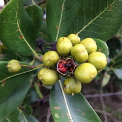 Pittosporum viridiflorum