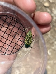 Buprestis confluenta