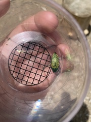 Buprestis confluenta