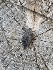 Dicerca tenebrica