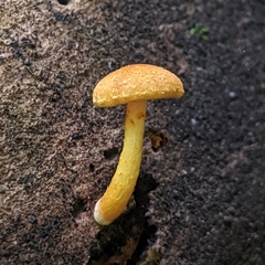 Pholiota subsulphurea