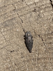 Dicerca tenebrica