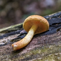 Pholiota subsulphurea