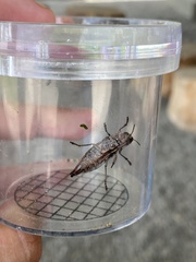 Dicerca tenebrica