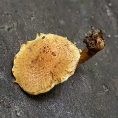 Pholiota subsulphurea