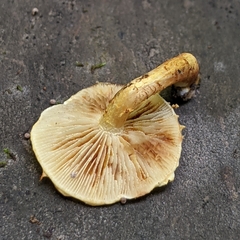 Pholiota subsulphurea