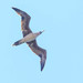 photo of Red-footed Booby (Sula sula)