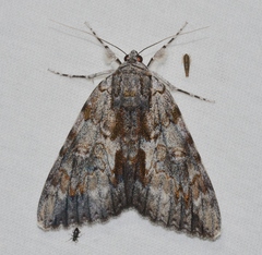 Catocala insolabilis