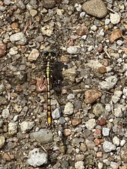 Phanogomphus militaris