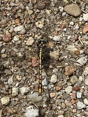 Phanogomphus militaris
