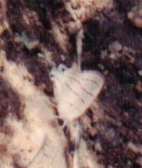 Hemiolaus caeculus