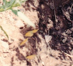 Hemiolaus caeculus