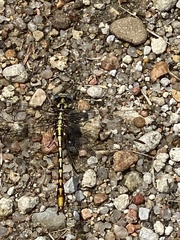 Phanogomphus militaris