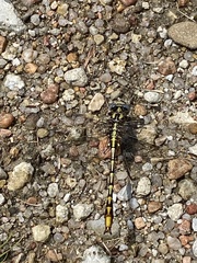 Phanogomphus militaris