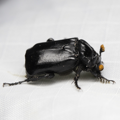 Nicrophorus nigrita