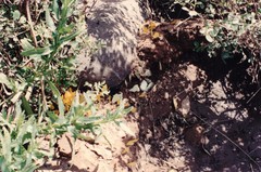 Hemiolaus caeculus