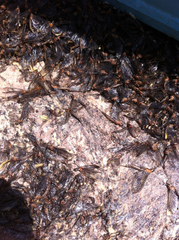 Hexagenia limbata