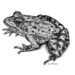 Amietia - Photo (c) South African Frog Atlas Project, algunos derechos reservados (CC BY)
