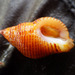 Lurid Rocksnail - Photo (c) Donna Pomeroy, some rights reserved (CC BY-NC), uploaded by Donna Pomeroy