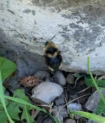 Bombus insularis