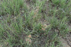 Stenostelma urceolatum